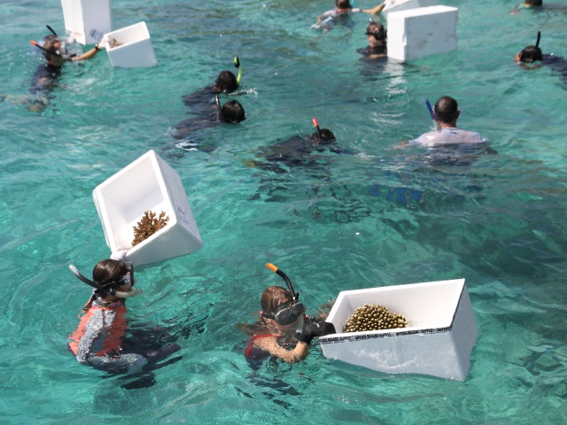 Korallenrettung Malediven
